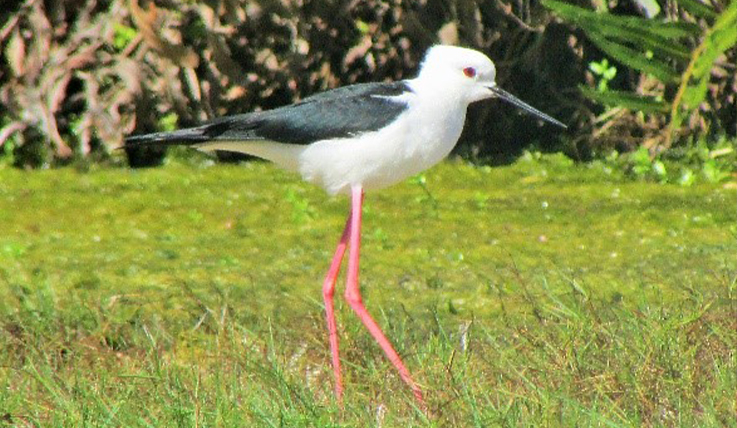 THE VISIT ORNITHOLOGY